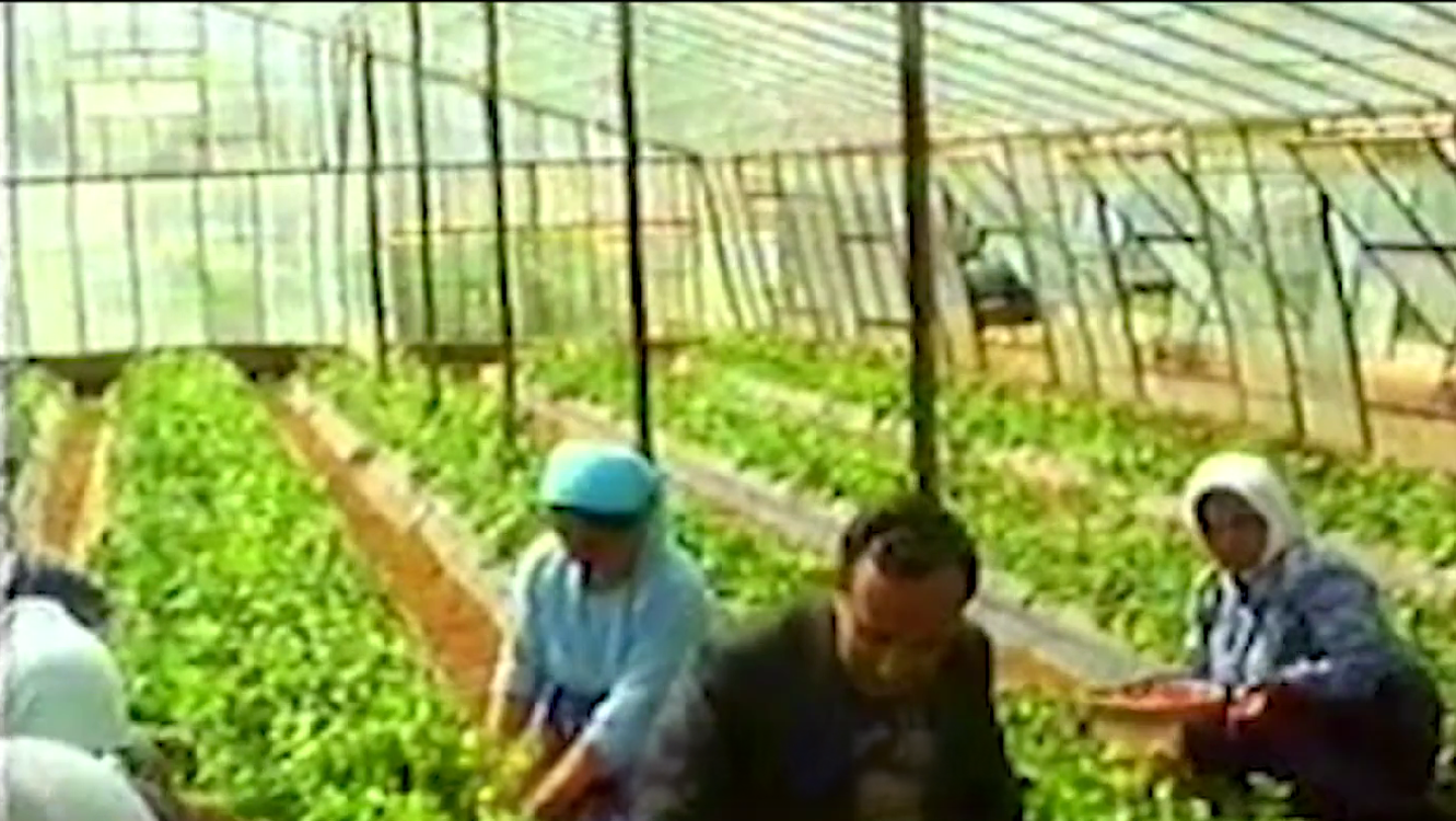 İlk Seracılık Adımları